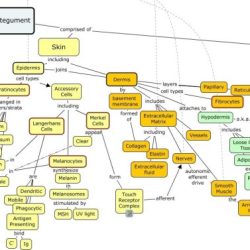 System nervous map concept respiratory anatomy human mind biology systems tissue physiology circulatory answers therapy science nursing endocrine organisation brain