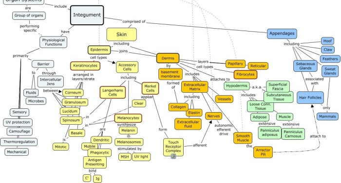 System nervous map concept respiratory anatomy human mind biology systems tissue physiology circulatory answers therapy science nursing endocrine organisation brain