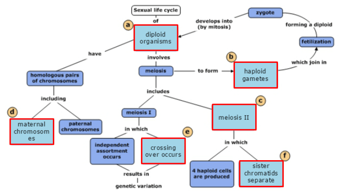 Part a meiosis concept map