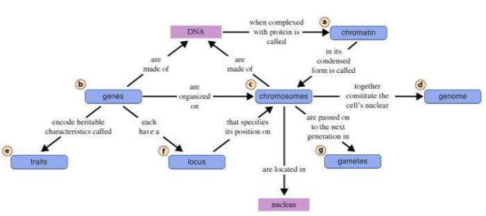 Meiosis mastering mitosis quizlet ch10