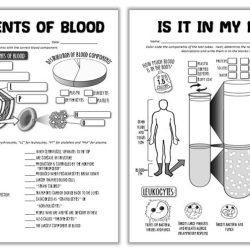 Components of blood worksheet answers