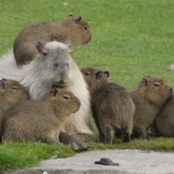 Capibara botas docentenhandleiding