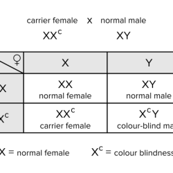 Genetics x linked genes worksheet