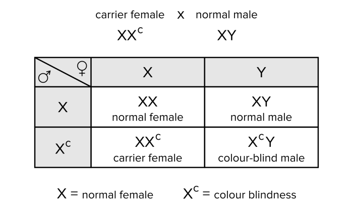 Genetics x linked genes worksheet