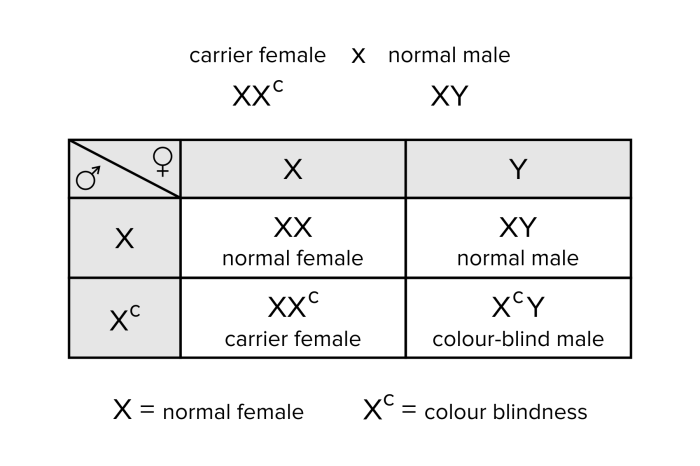 Genetics x linked genes worksheet