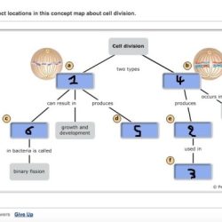 Part a meiosis concept map