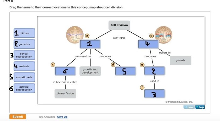 Part a meiosis concept map