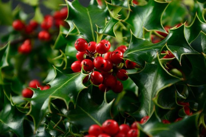 Evergreen with red berries crossword