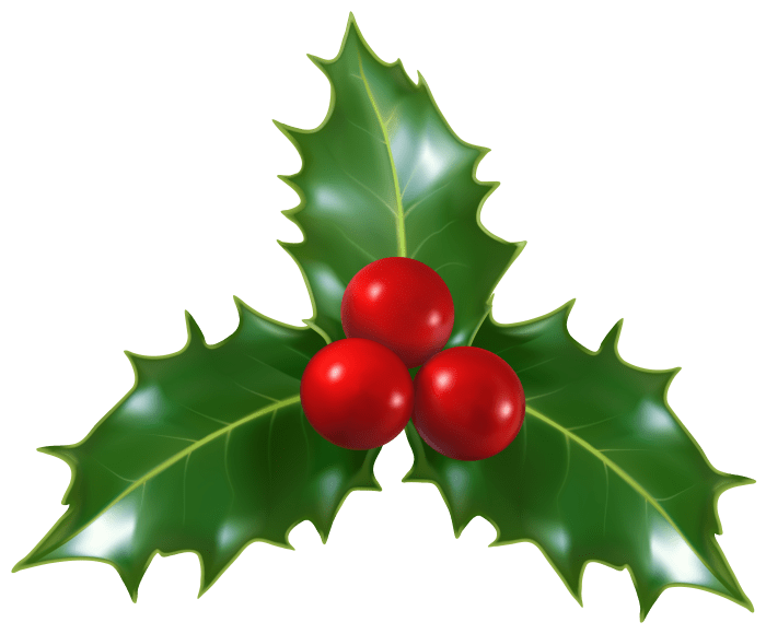 Evergreen with red berries crossword