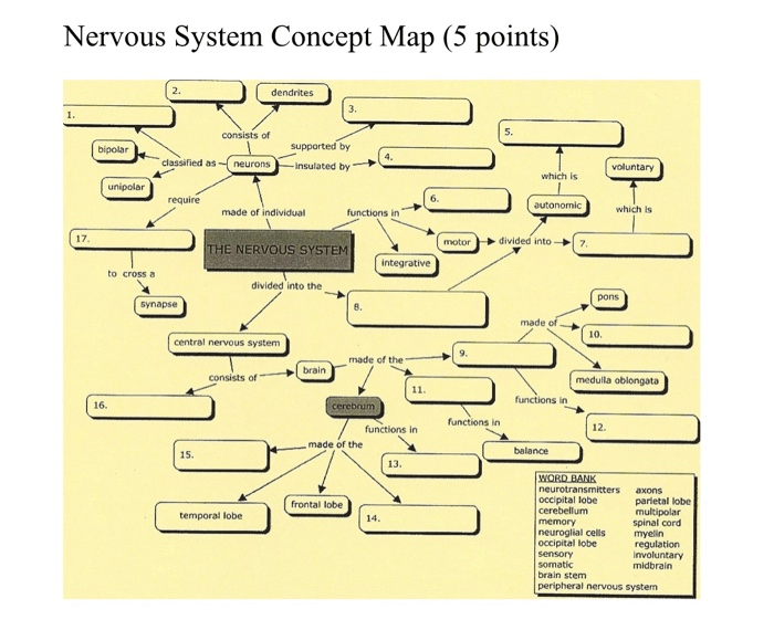 Nervous system concept map answers