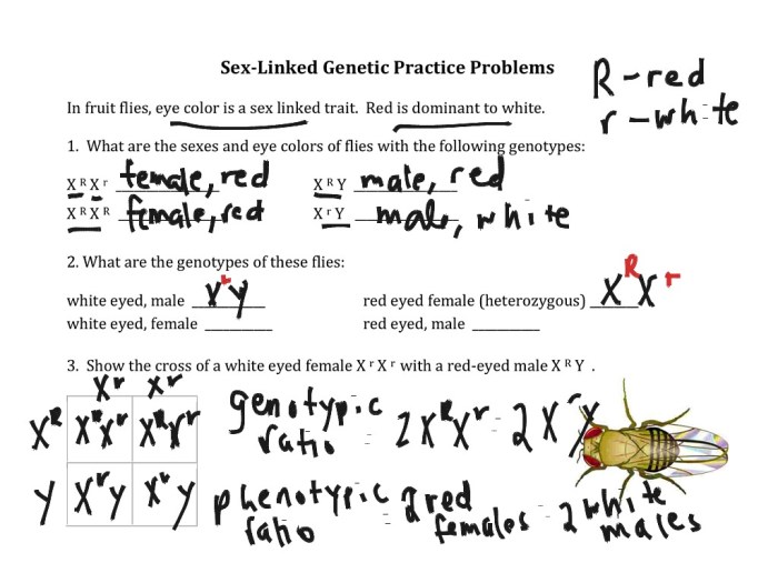 Genetics x linked genes worksheet