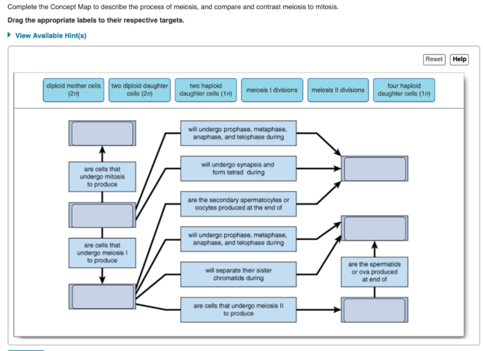 Concept map meiosis hero course