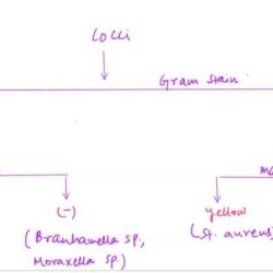 Dichotomous microbiology bacteria gram