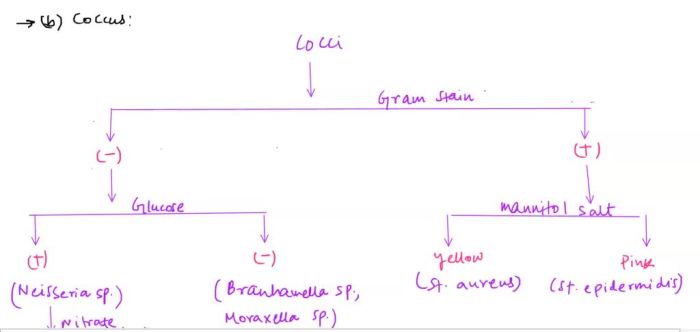 Dichotomous microbiology bacteria gram