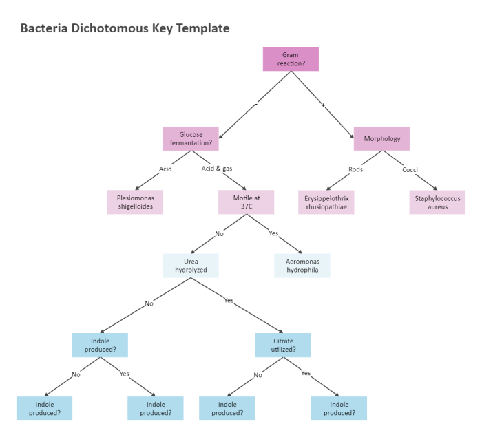 Dichotomous key unknown bacteria microbiology