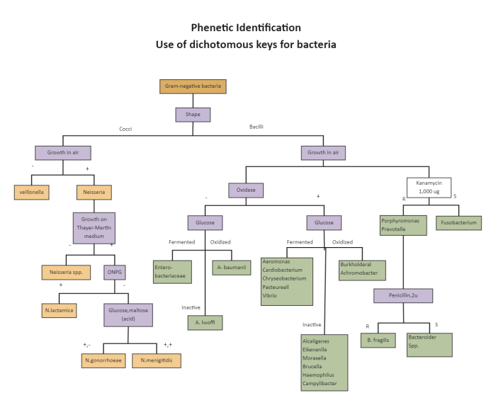 Dichotomous key unknown bacteria microbiology